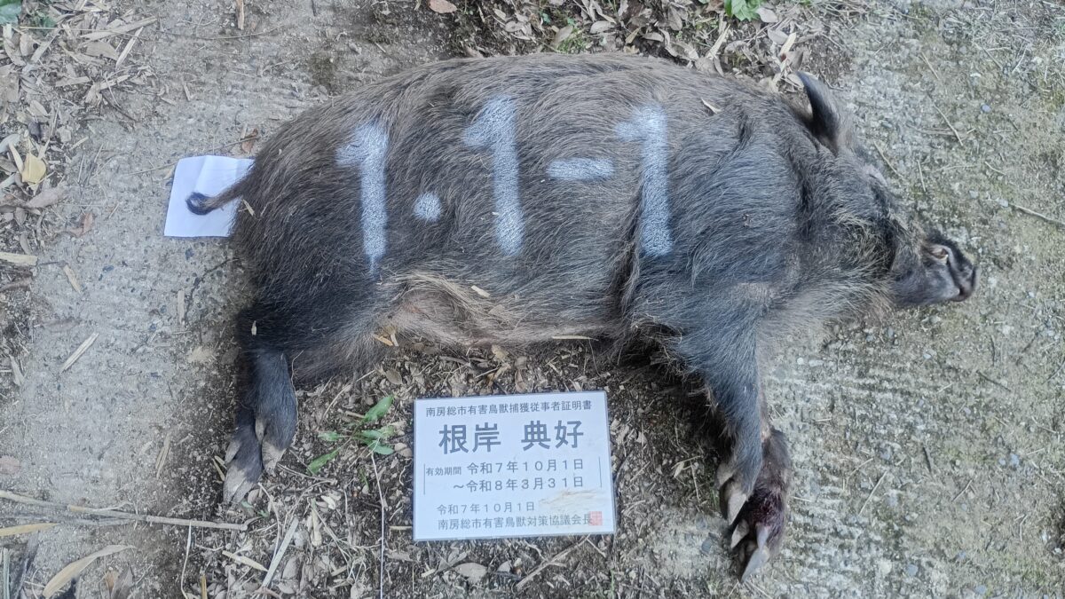 イノシシ捕獲