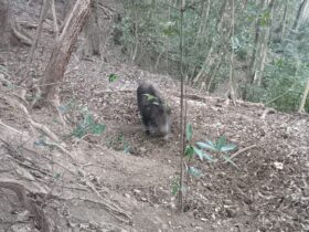 イノシシ捕獲　1月5日