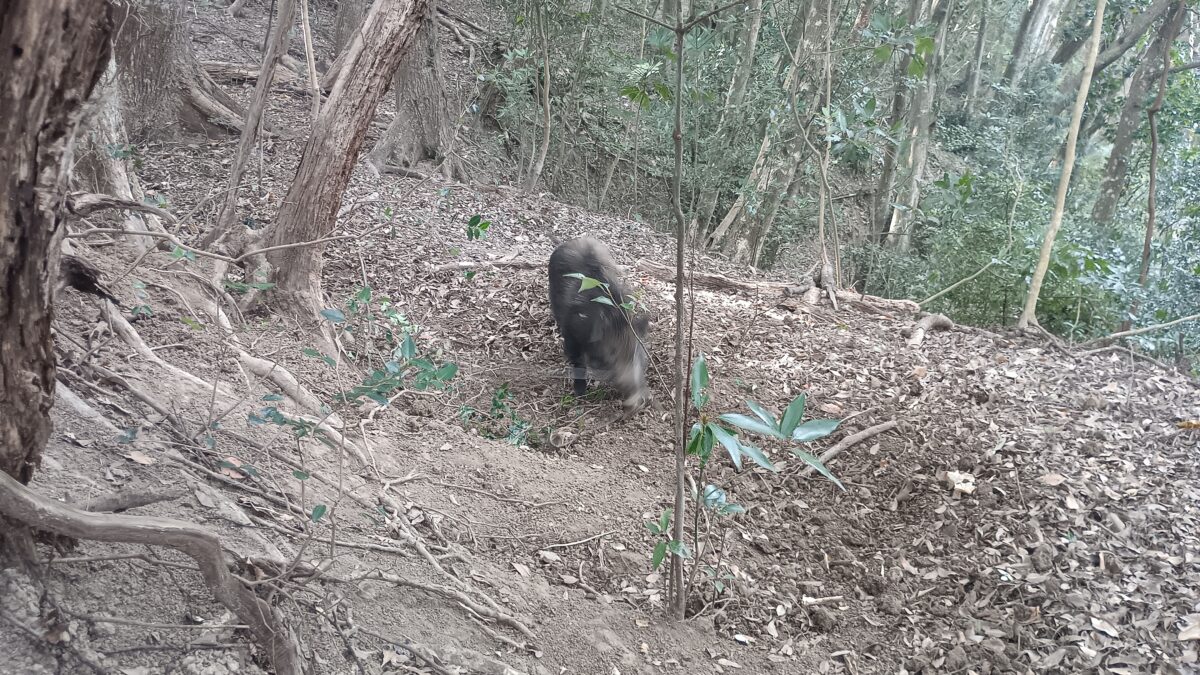 イノシシ捕獲　1月5日