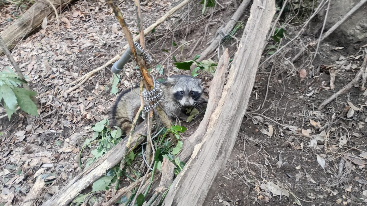 アライグマ捕獲