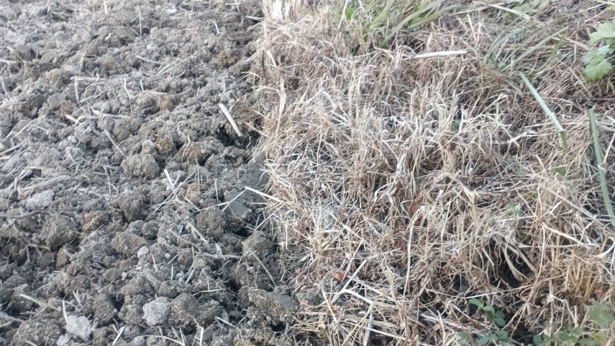 キシュウスズメノヒエの生えている場所