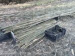 川土手の竹切り