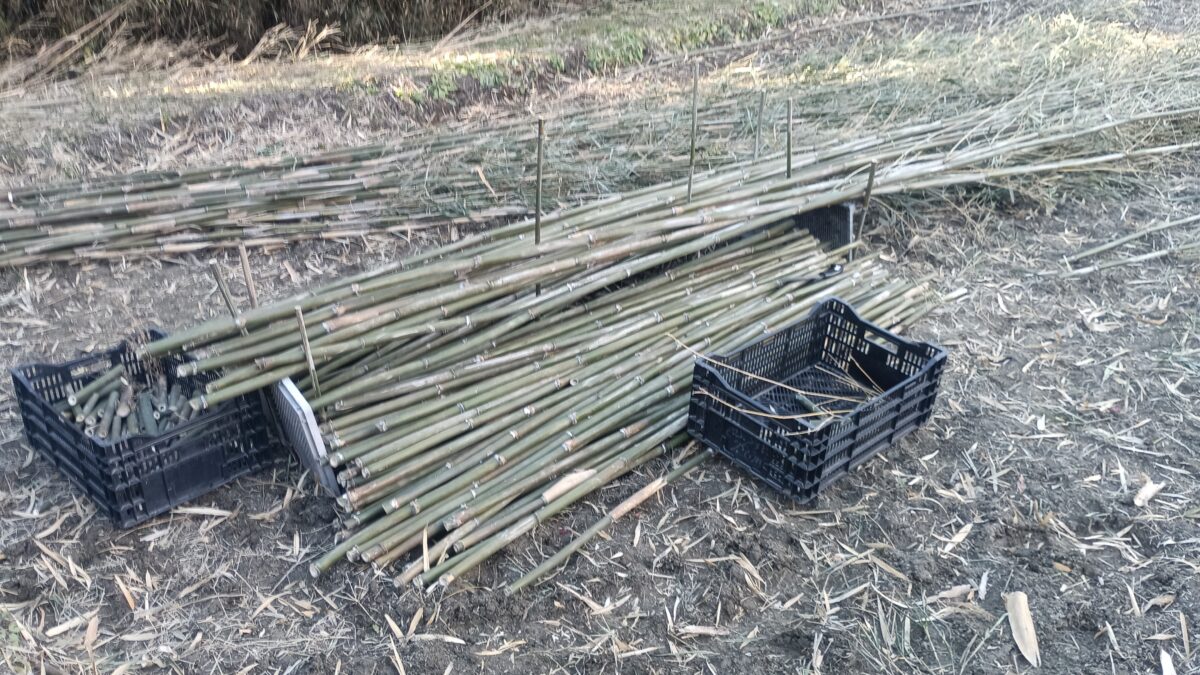 川土手の竹切り