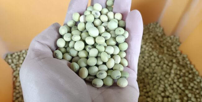 自家採種薄緑系晩生大豆