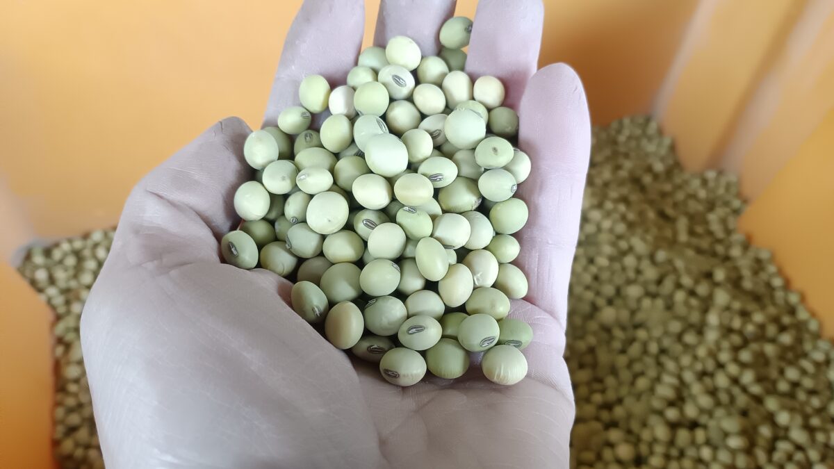 自家採種薄緑系晩生大豆