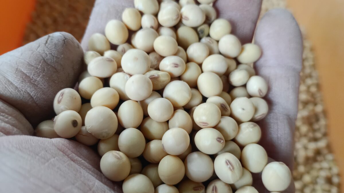 白大豆のフクユタカ