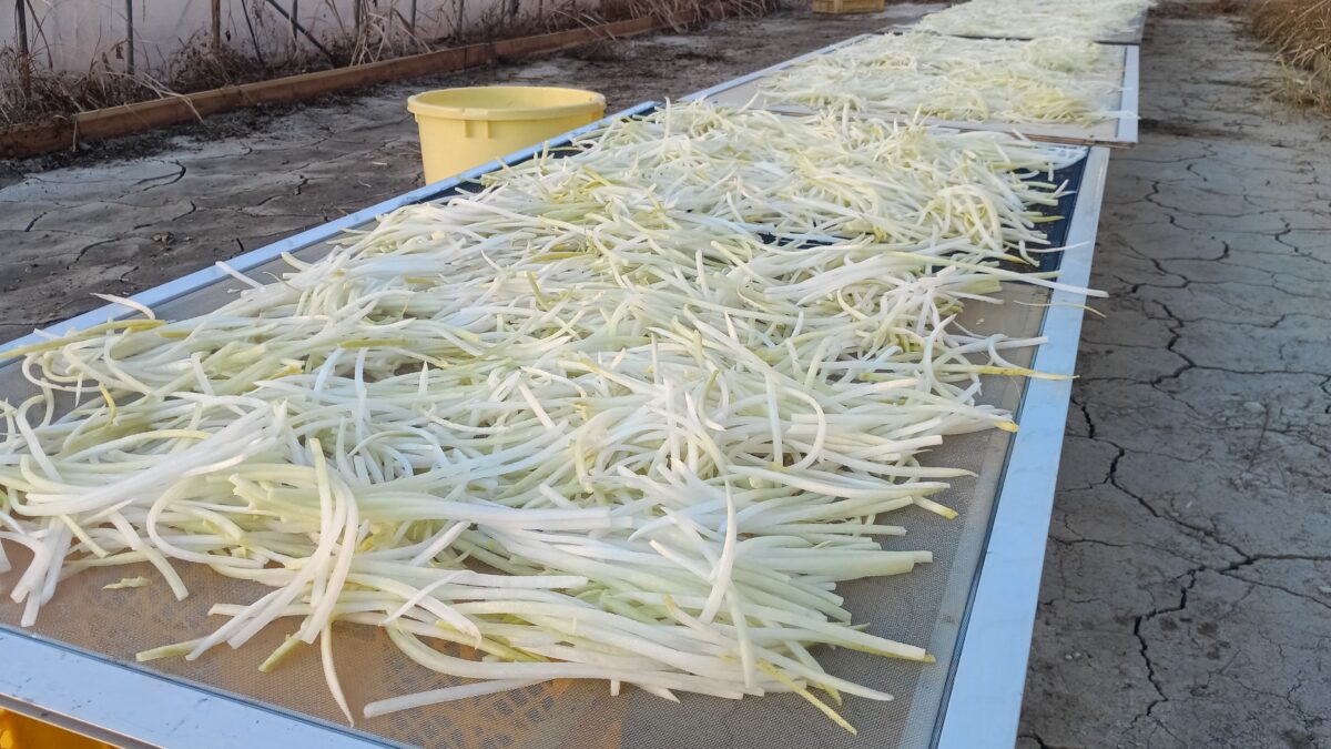 切り干し大根網戸の上で乾燥させます