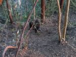 山中でイノシシ捕獲