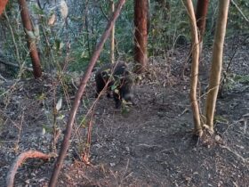 山中でイノシシ捕獲