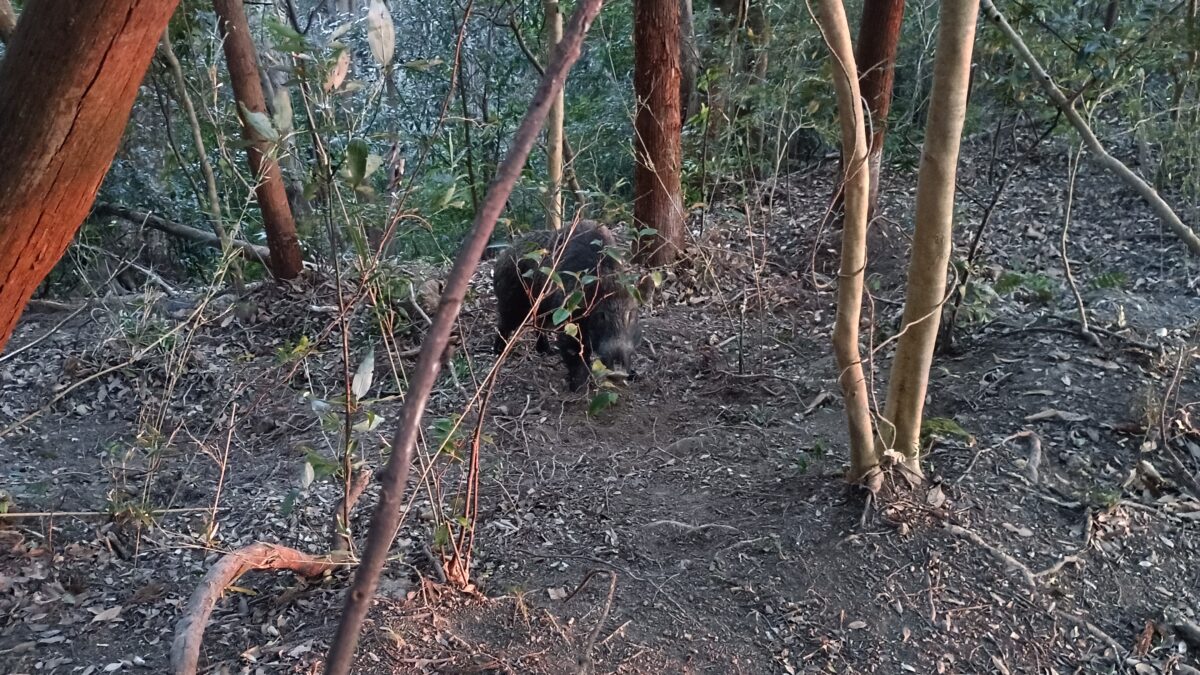 山中でイノシシ捕獲