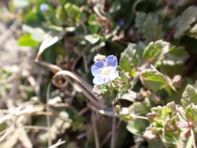 オオイヌノフグリ　ゴマノハグサ科