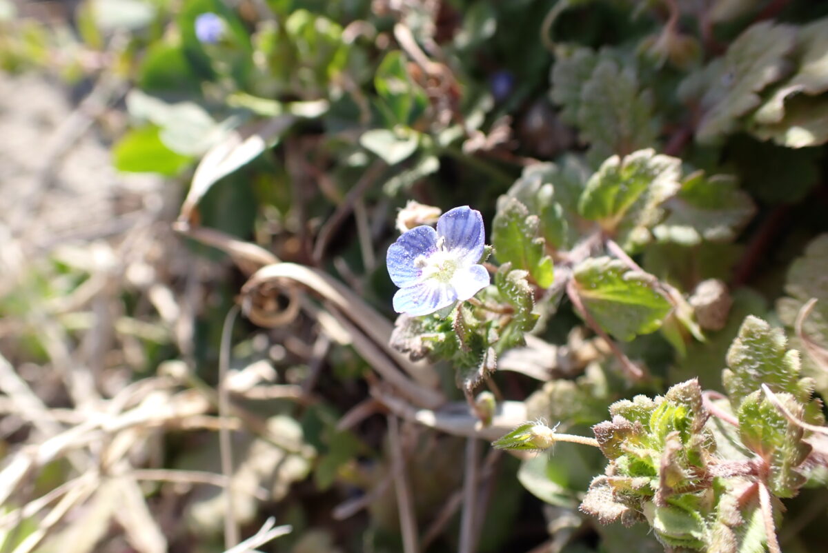 オオイヌノフグリ　ゴマノハグサ科