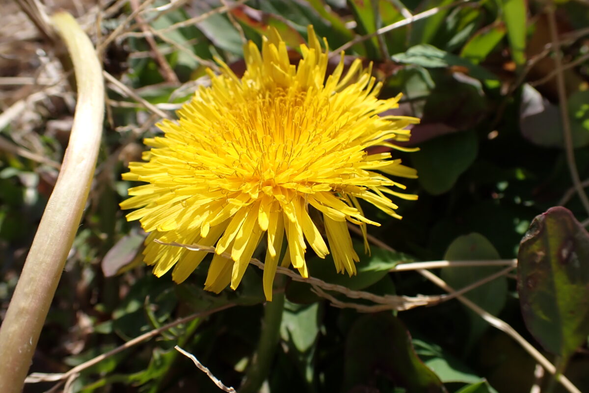 タンポポ　キク科