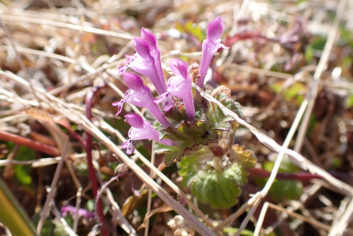 ホトケノザ　シソ科