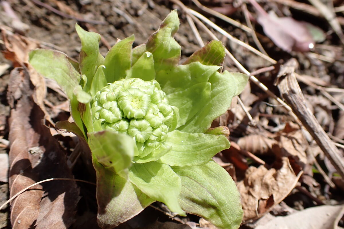 堰土手にはフキノトウ