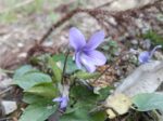 タチツボスミレ　スミレ科
