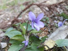 タチツボスミレ　スミレ科