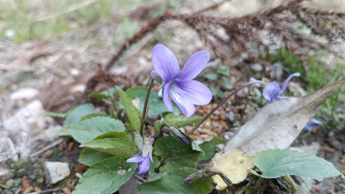 タチツボスミレ　スミレ科