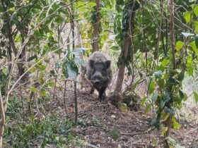大型のオスイノシシ