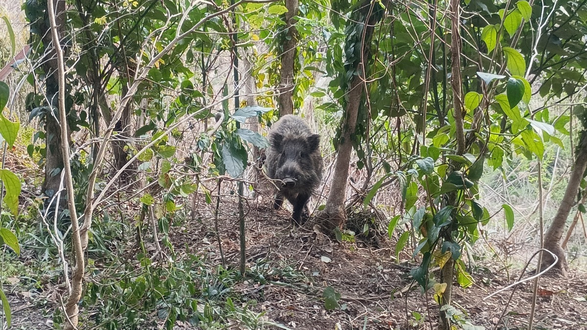 大型のオスイノシシ