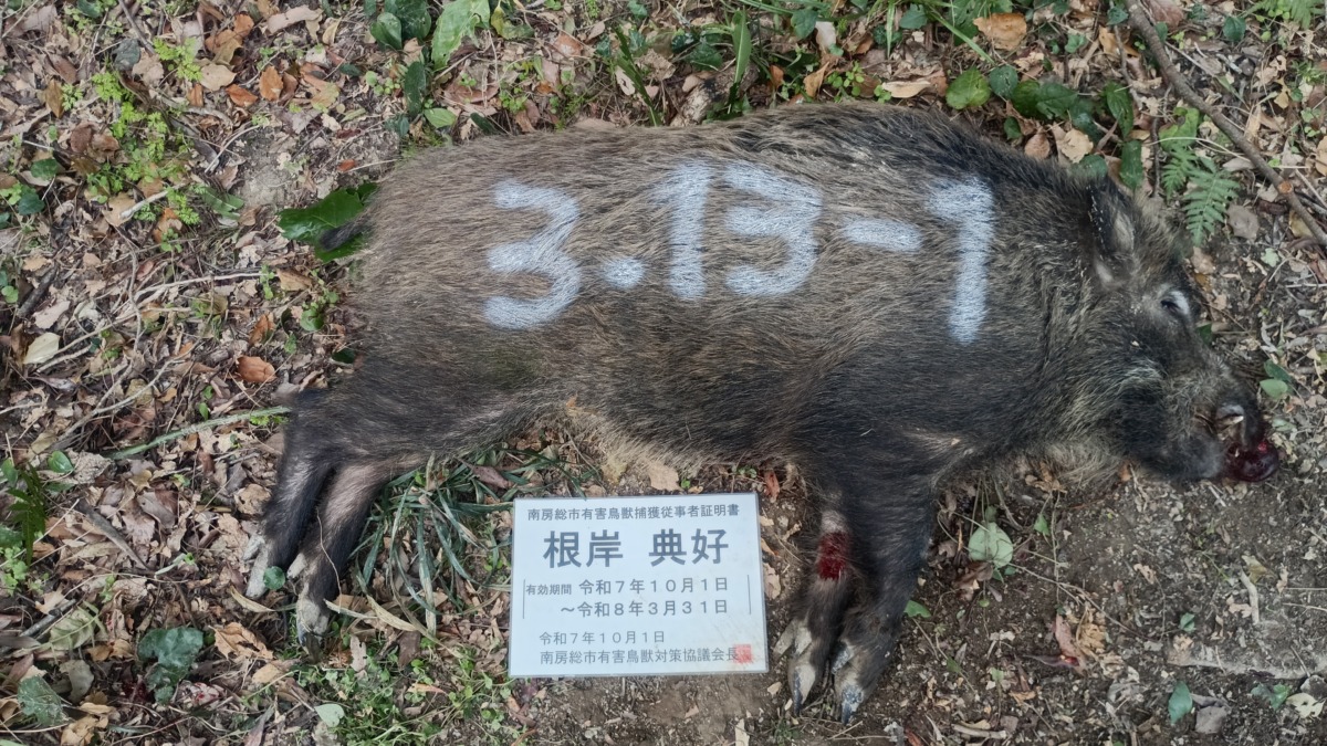 イノシシ捕獲
