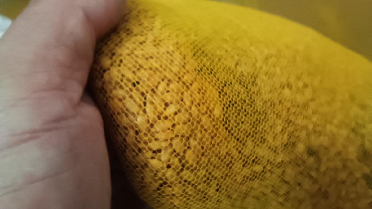 ちょこんと発芽?発根?