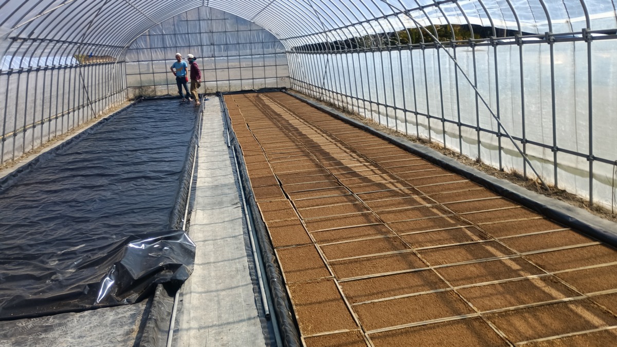 播種後は育苗ハウス内のプール枠に並べます。
462枚で約2町5反分