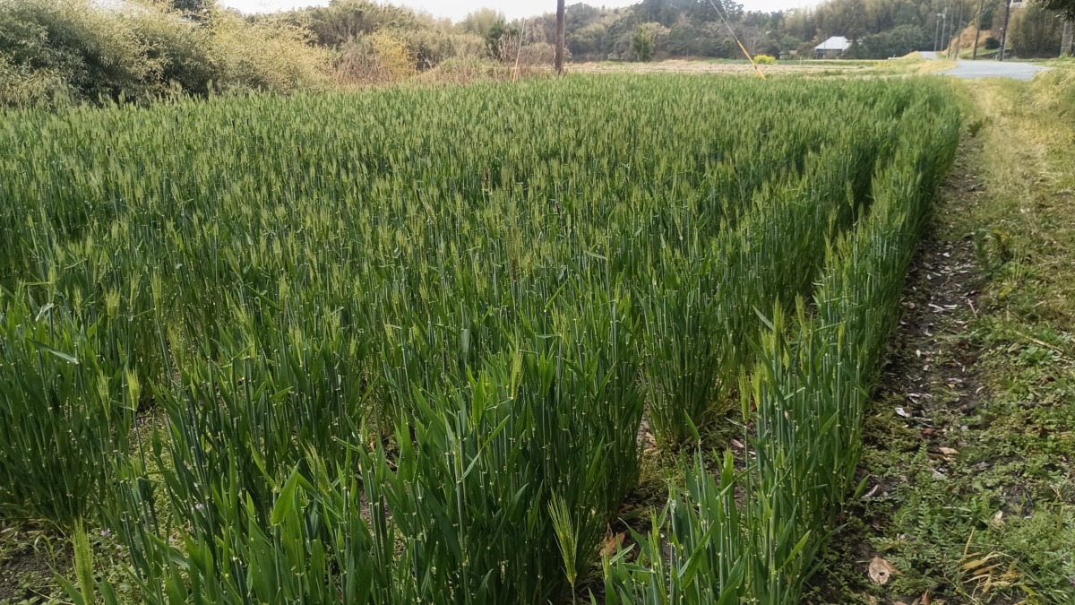 もち麦のダイシモチ通称平松下の畑