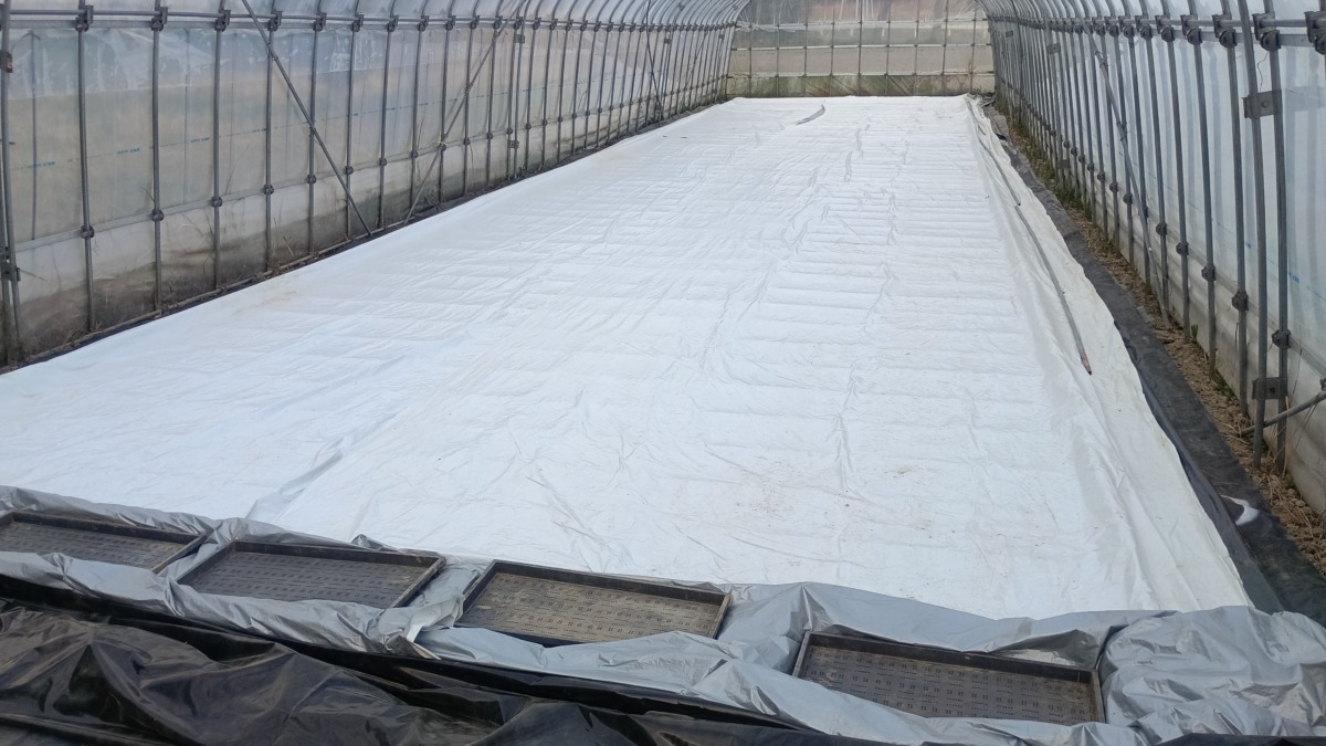 ササニシキは保温シートの下で発芽しています。