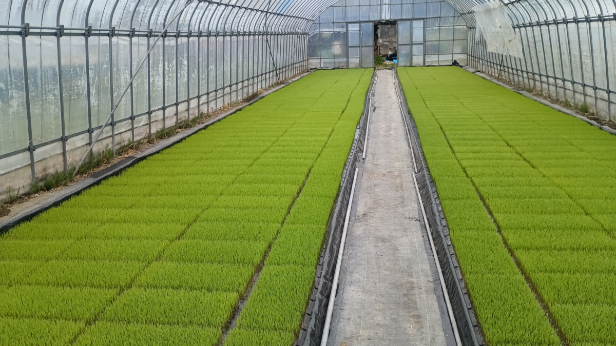 発芽が揃ったコシヒカリ苗