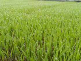 プール育苗 コシヒカリ