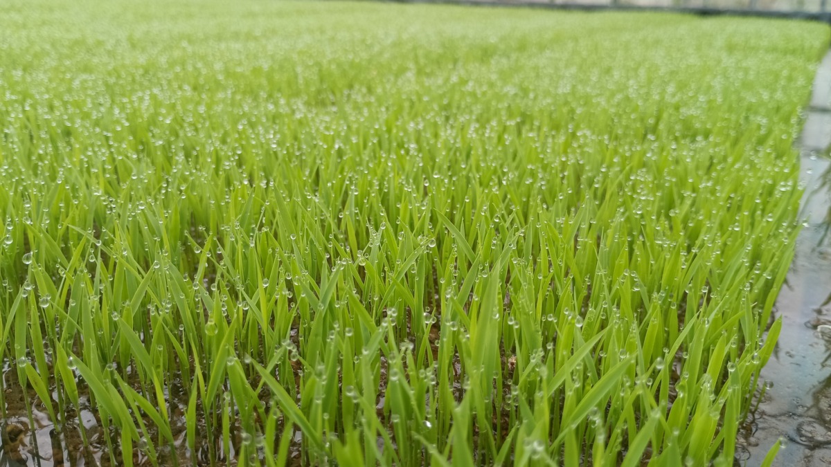 プール育苗 コシヒカリ