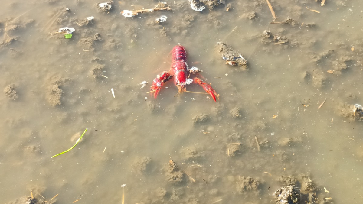ザリガニたちが活動を始めてます。