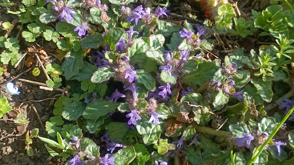 キランソウ シソ科