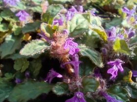 キランソウ 地獄の釜の蓋