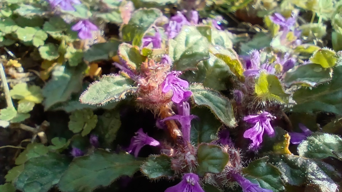 キランソウ 地獄の釜の蓋