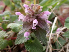 ヒメオドリコソウ　シソ科