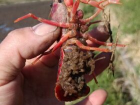 お腹に子ザリガニを抱える親ザリガニ