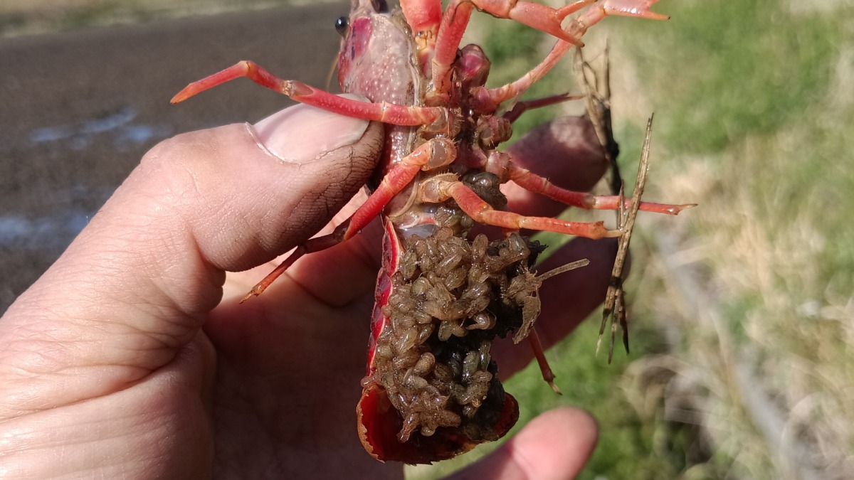 お腹に子ザリガニを抱える親ザリガニ