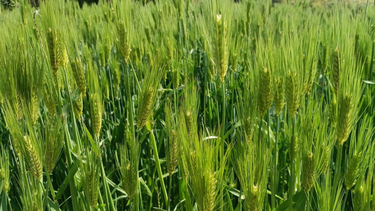 もち麦ダイシモチ出穂