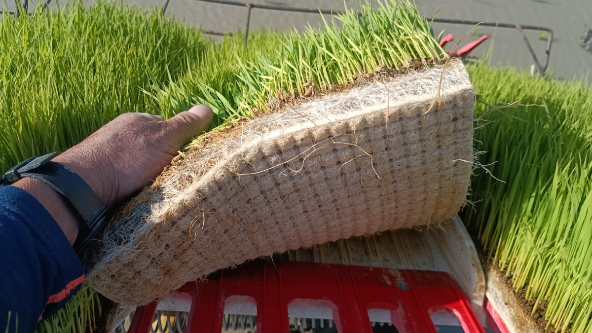 苗は順調なので、多少の遅れは心配ない