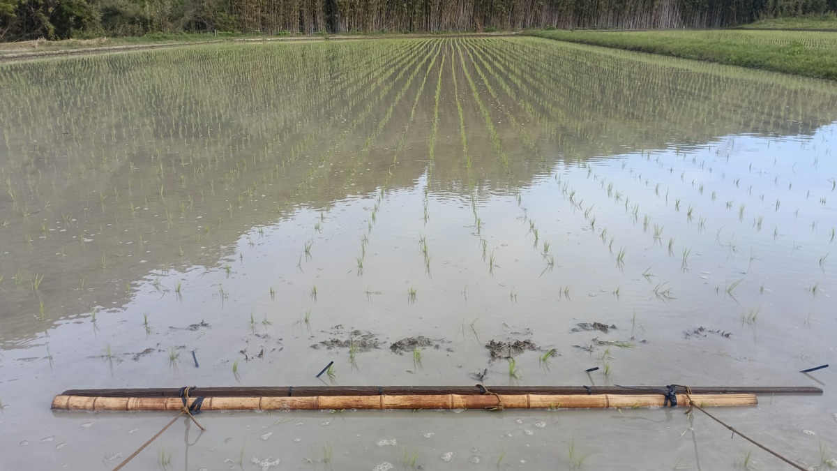 チェーン除草　体力勝負