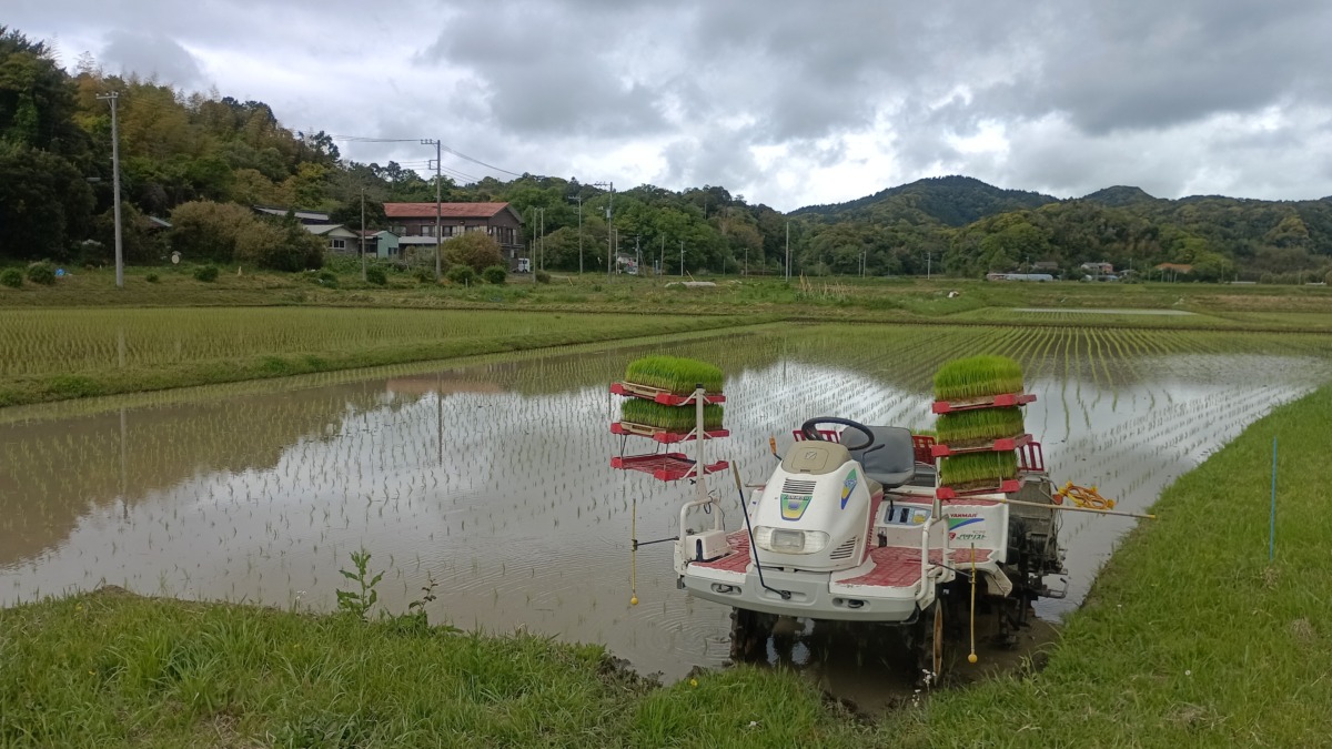 田植え中　通称大割前小