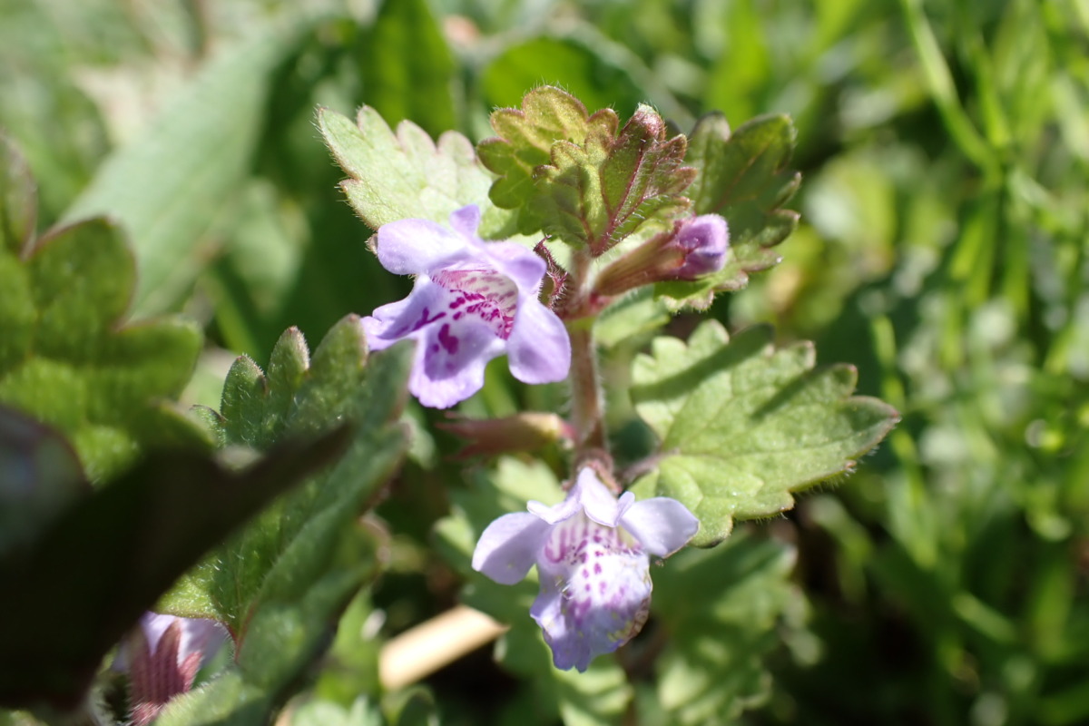 カキドオシ　シソ科