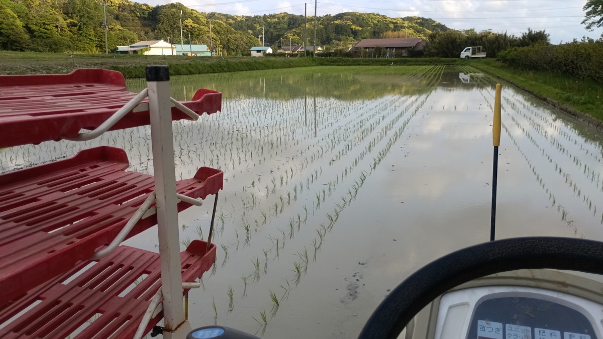 田植えが進んでいます。通称梅の木上の田んぼ 品種はササニシキです。 前半戦は明日2日で終了？ 今日の雨の降り方次第かな？