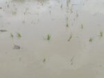 チェーン除草も進んでいて、 今季は全田んぼで実施予定！その後のトロトロ層分かれ目