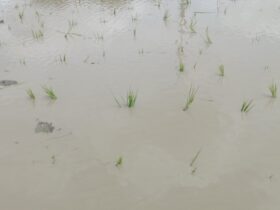 チェーン除草も進んでいて、 今季は全田んぼで実施予定！その後のトロトロ層分かれ目