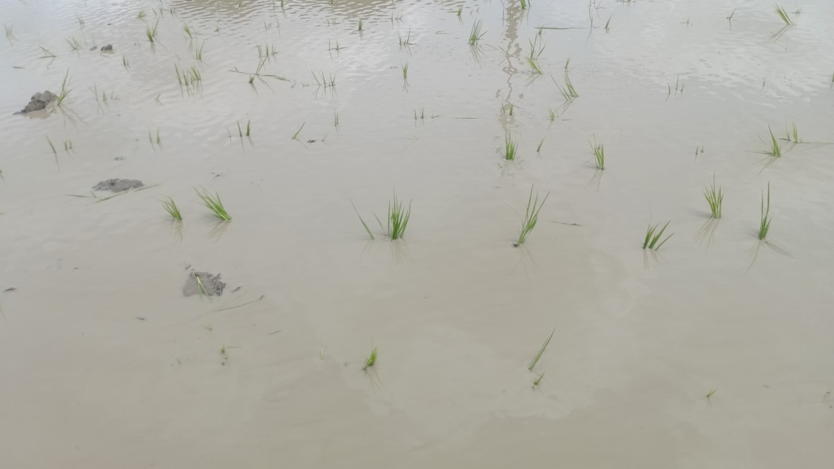 チェーン除草も進んでいて、 今季は全田んぼで実施予定！その後のトロトロ層分かれ目