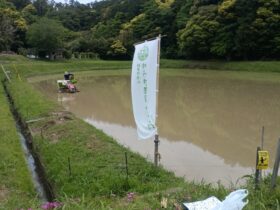 NPO田んぼ田植え