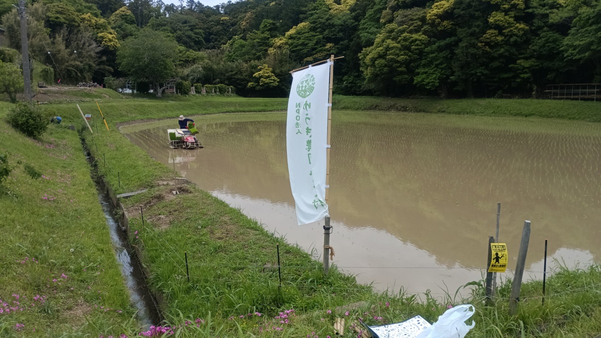 NPO田んぼ田植え